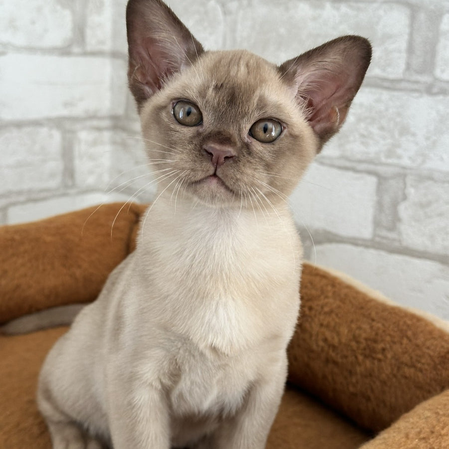 Umka Burmese male, chocolate