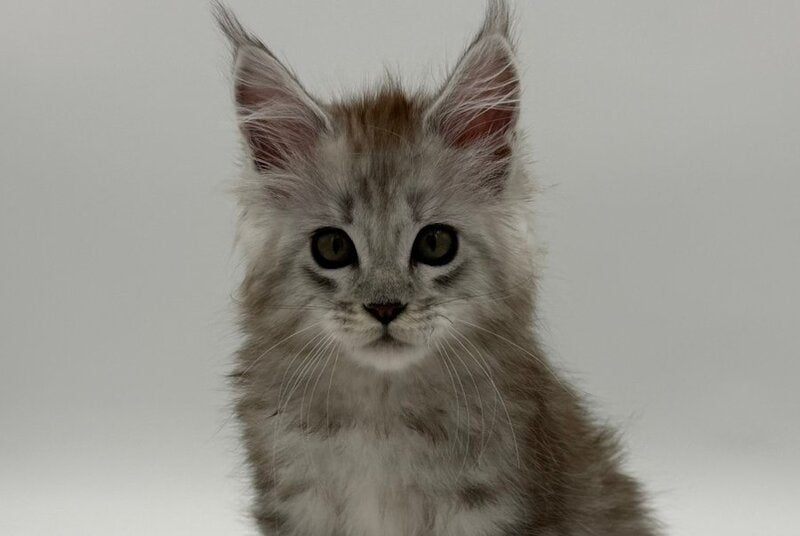 Million Maine Coon male, black silver spotted tabby