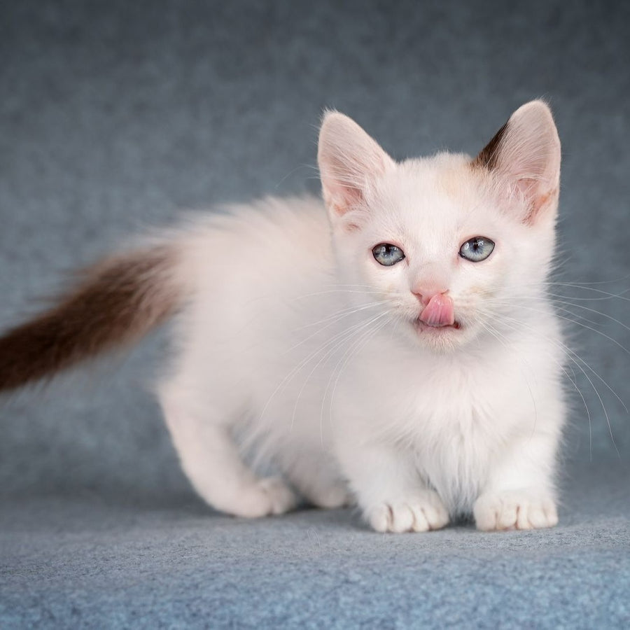 Y-Peter Munchkin male, seal pointed van