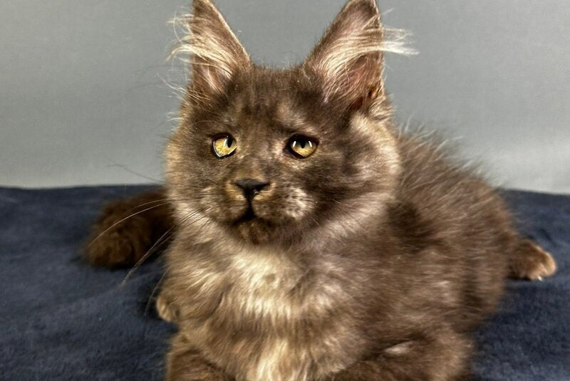 Gordon Maine Coon male black silver - live animals