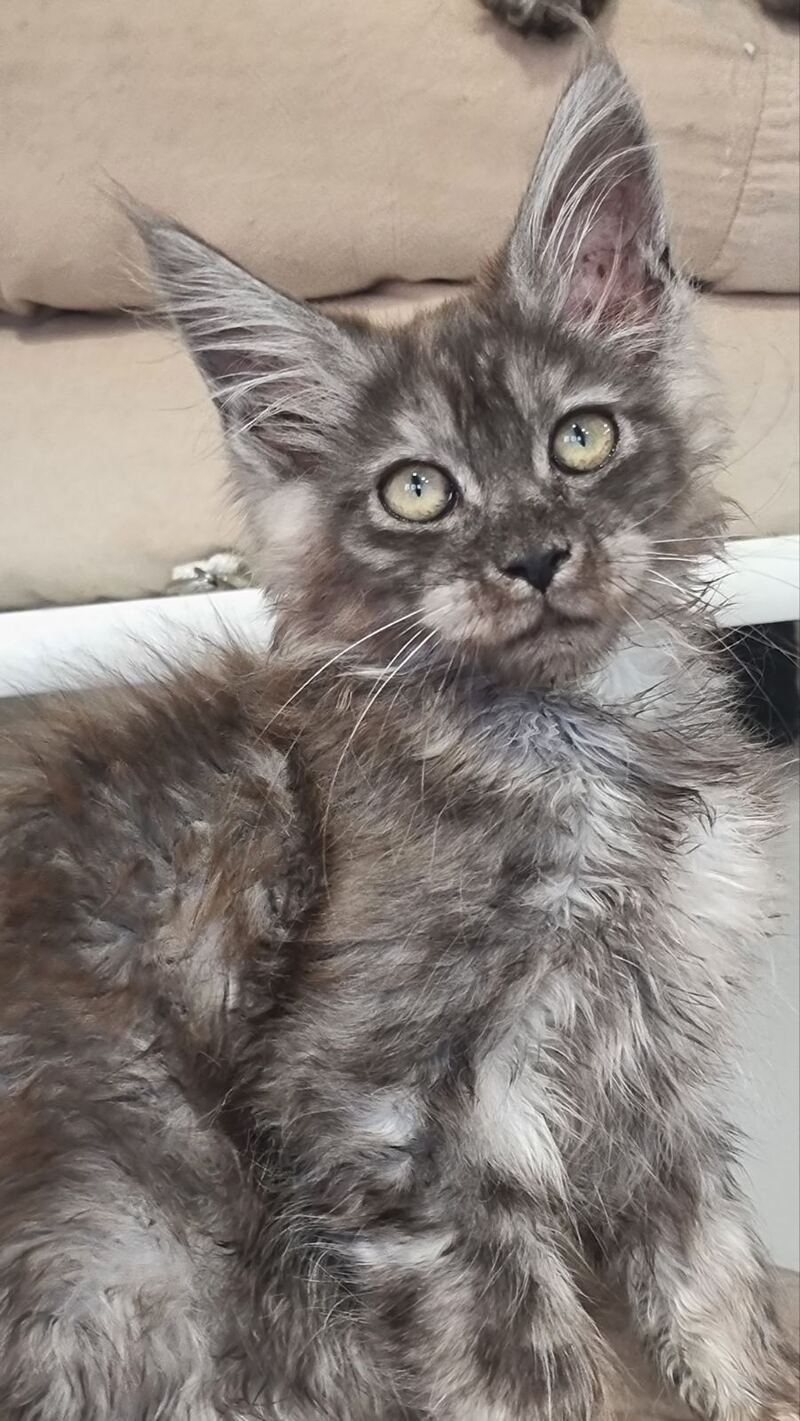 Cassia Maine Coon female black silver - live animals