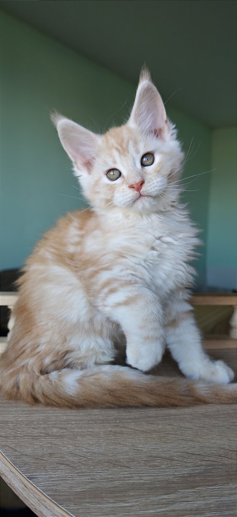 Govard Maine Coon male, red silver tabby