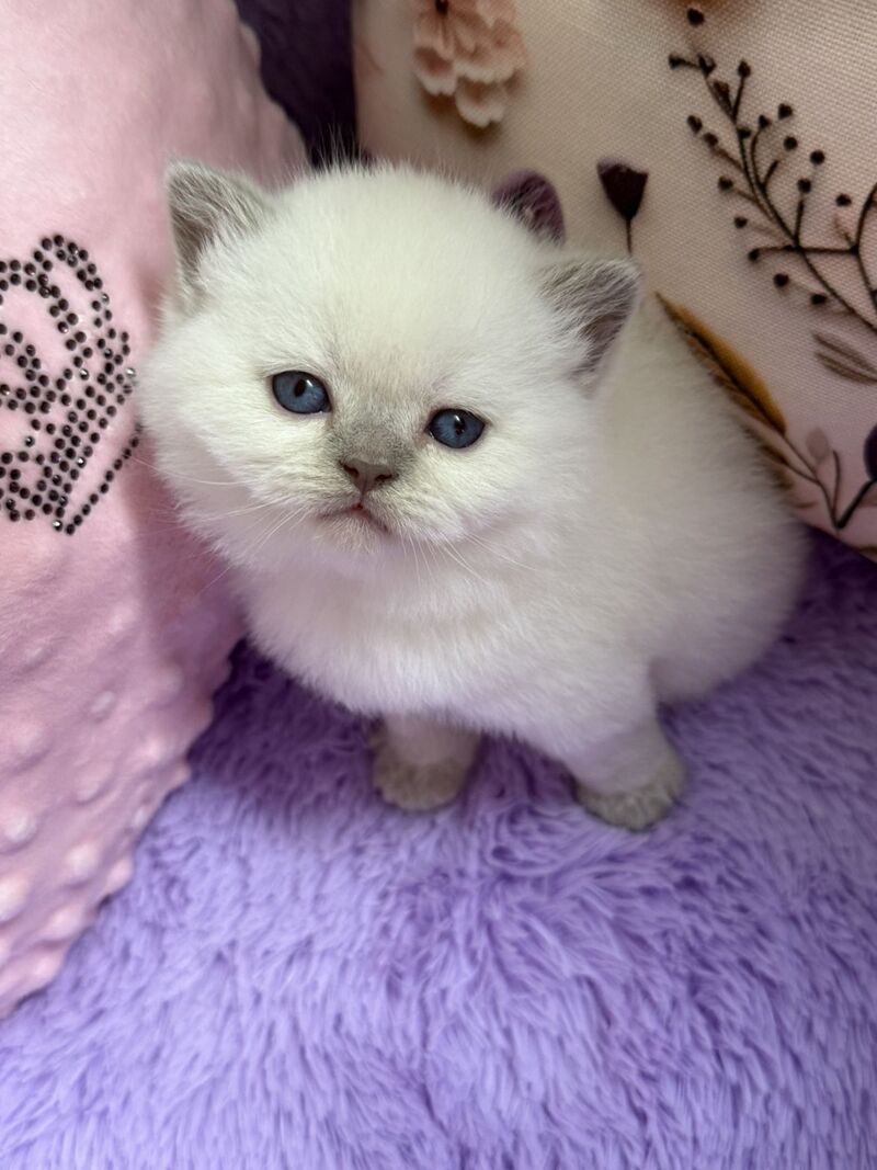 Beauty British Shorthair female fawn pointed - live animals