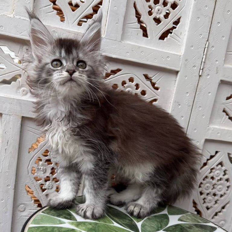 Blossom Maine Coon female, black silver tabby