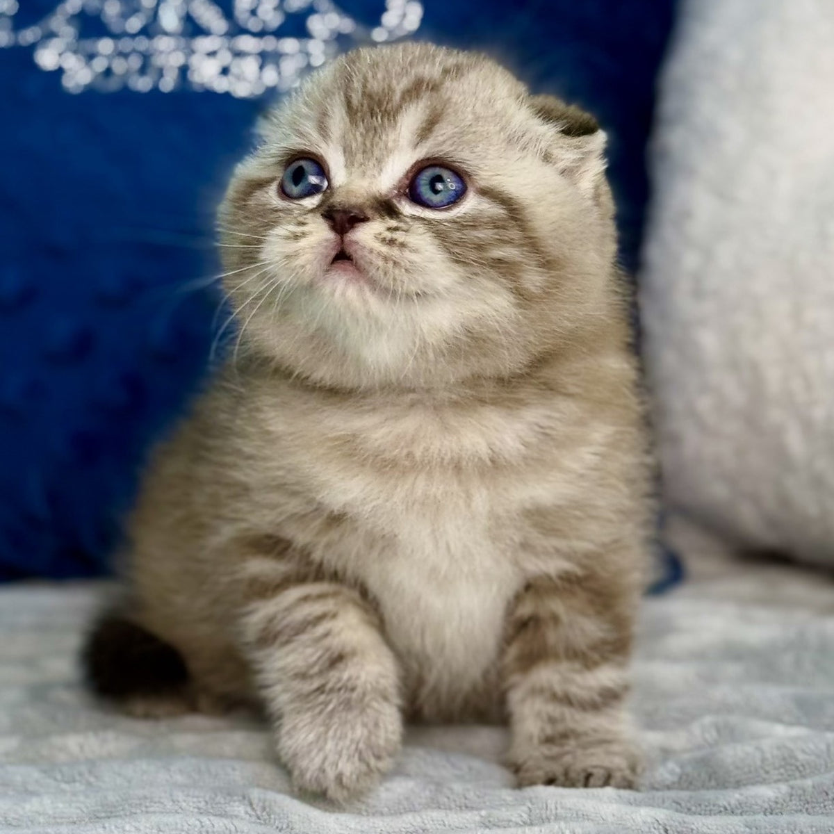 Jerry Scottish Fold male, chocolate tabby pointed
