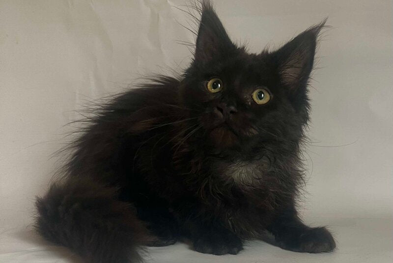 Emma Maine Coon female black - live animals