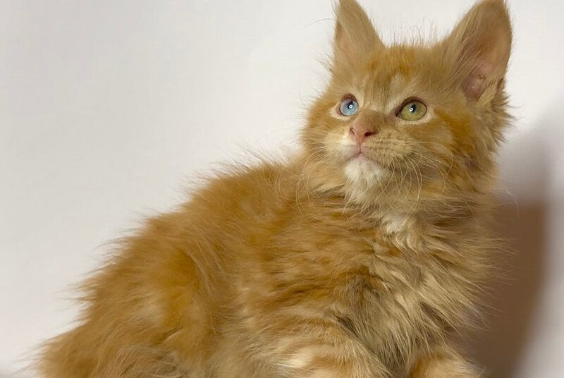 Krash Maine Coon polydactyl male, red tabby with white