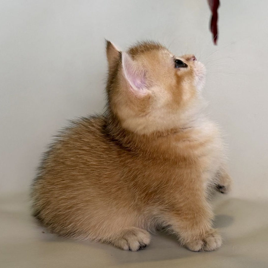 Quirka Munchkin female, black golden shaded