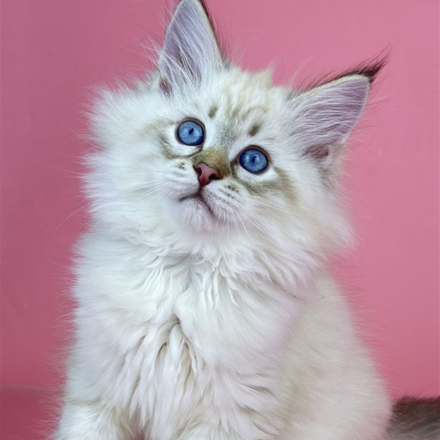 Bastian Siberian male, seal tabby pointed