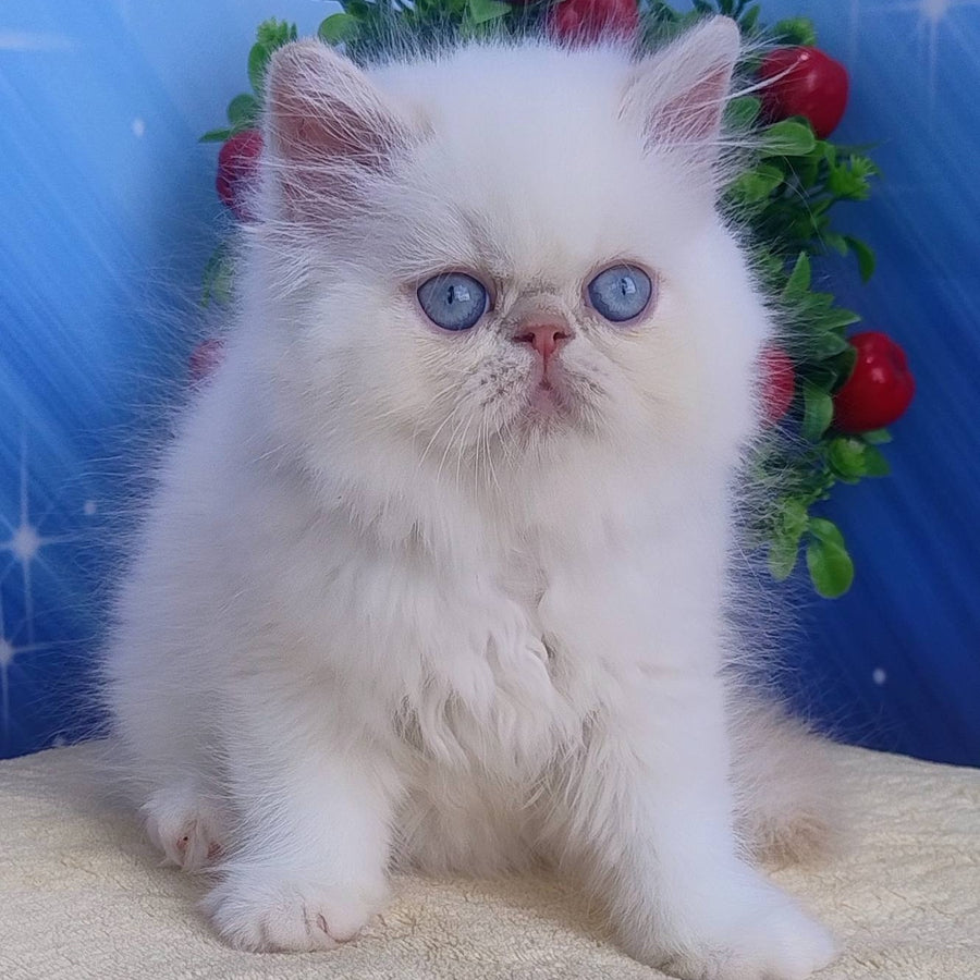 Saffi Persian female, cream pointed