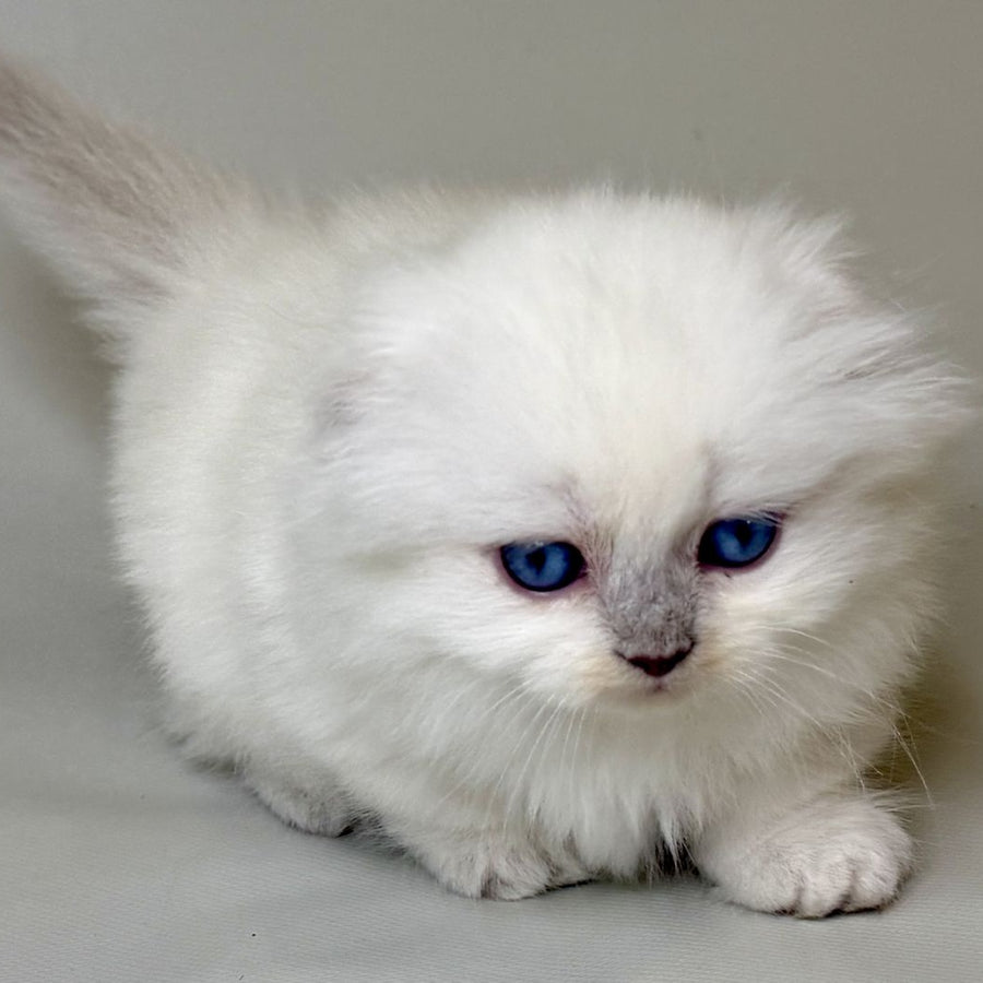 Stormy Munchkin female, blue shaded pointed