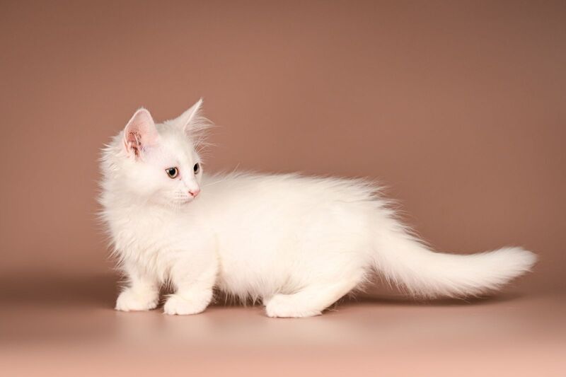 Anetta Munchkin female, white