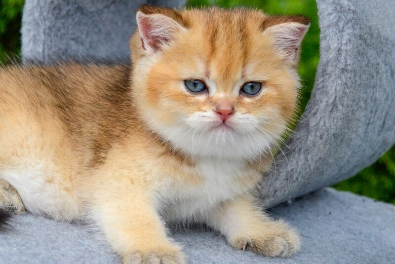 Don Scottish Straight male black golden ticked tabby - live animals