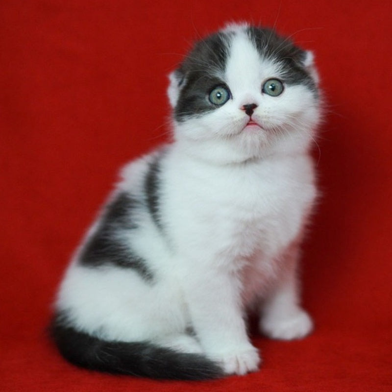Tic Tac Scottish Fold male, black silver harlequin