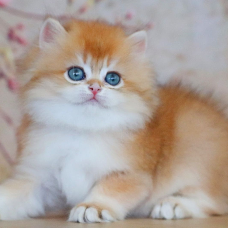 Yasmin British Longhair female, black golden shaded