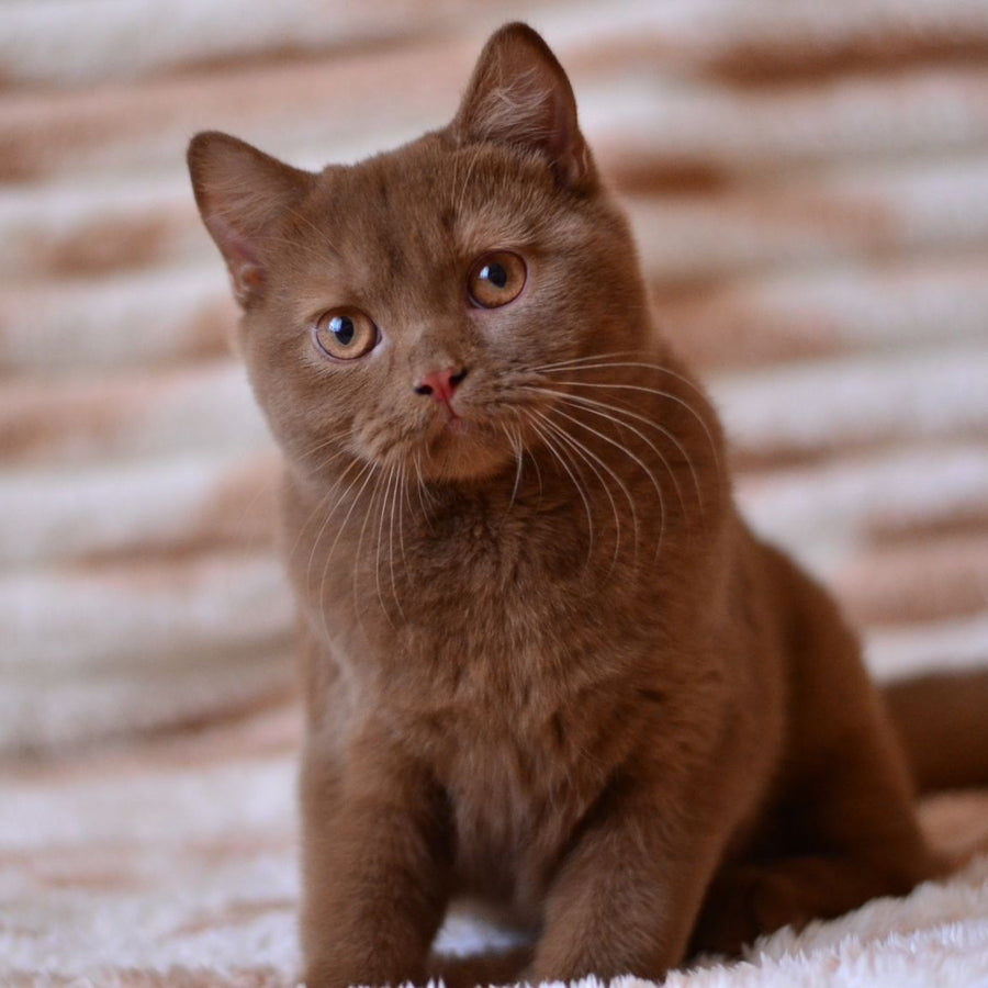 Evan British Shorthair male, cinnamon