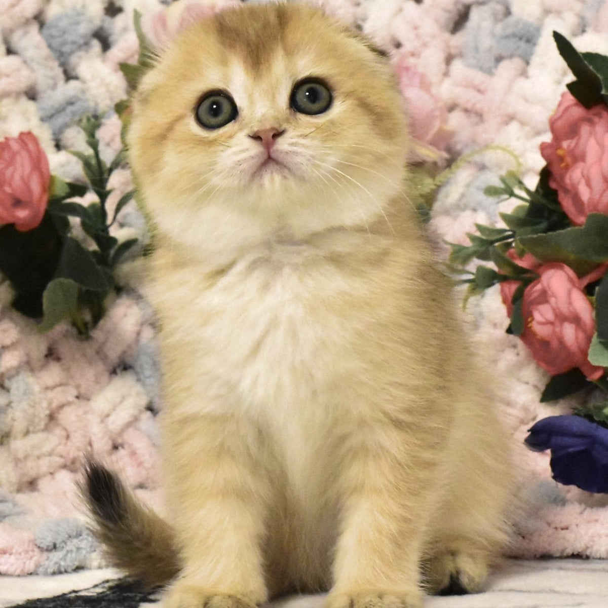 Bonya Scottish Fold female, black golden shaded