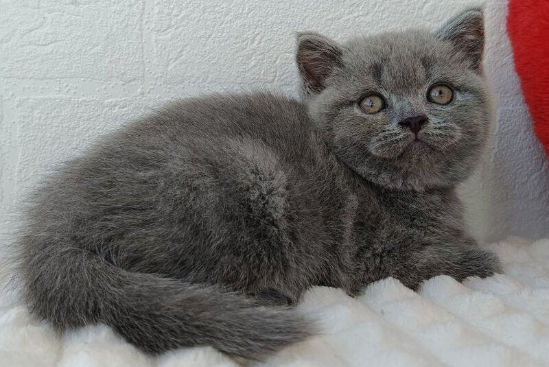 Wendy Scottish Straight female, blue
