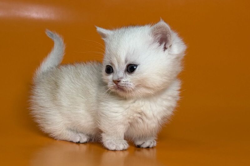 Zynar Munchkin male black silver shaded - live animals