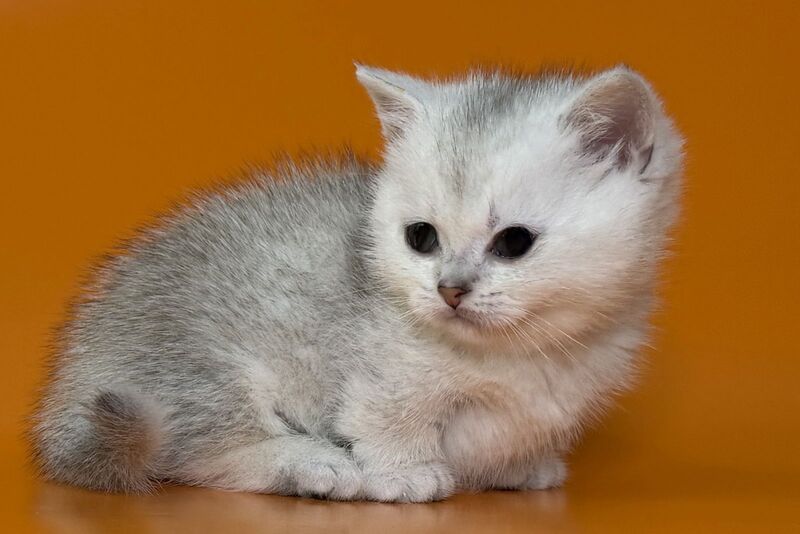 Zur Munchkin male black silver shaded - live animals