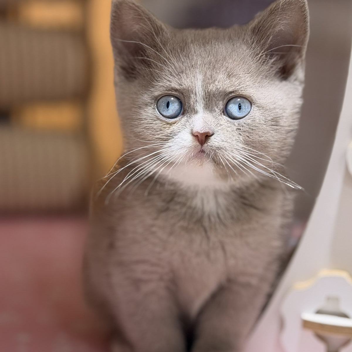 Solena British Shorthair female, lilac with white