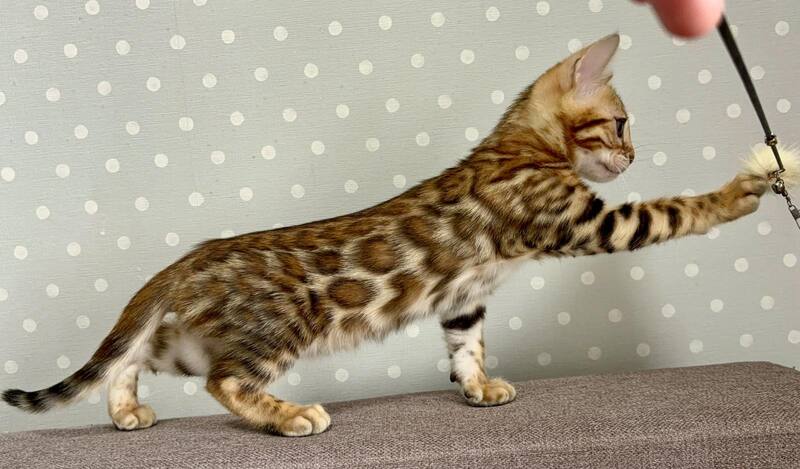 Temin Bengal male black spotted tabby - live animals