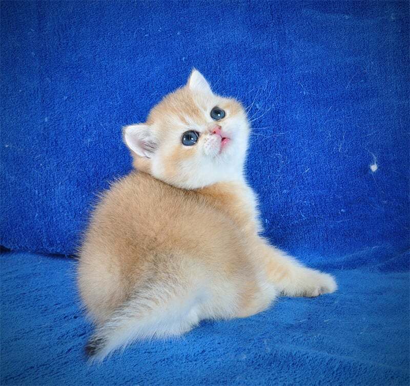 Goshka British Shorthair male black golden shaded live animals