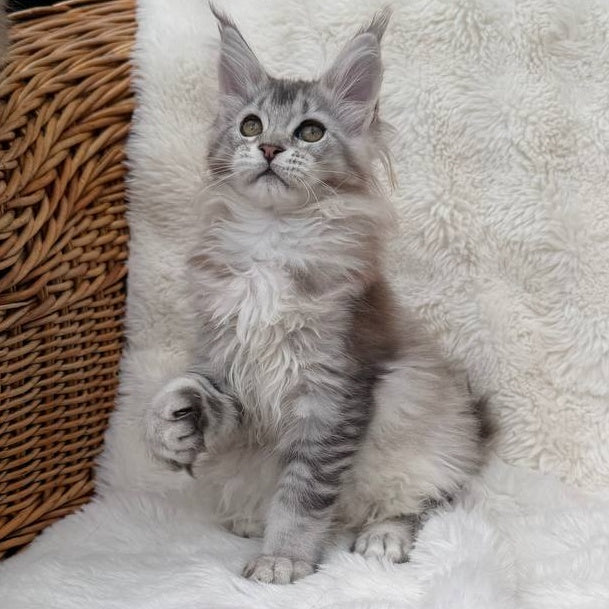 Bailey Maine Coon female, black silver ticked tabby