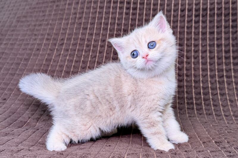Marsi Munchkin female, blue golden tabby
