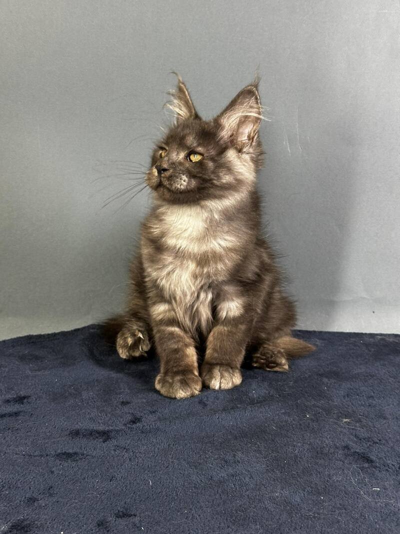 Gordon Maine Coon male black silver - live animals