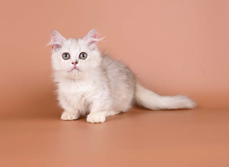 Gerda Munchkin female, black tortie silver shaded bicolour