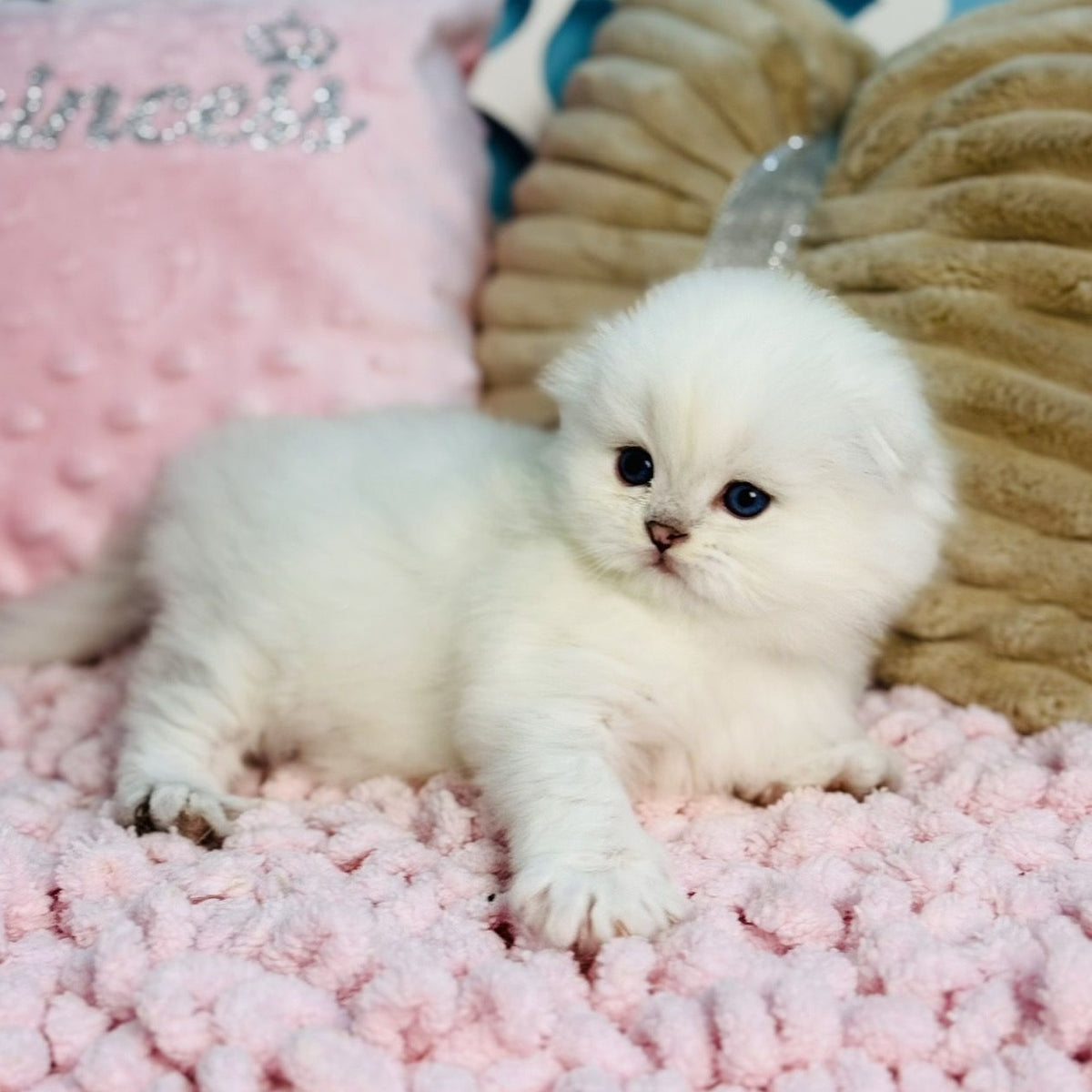 Ice Scottish Fold male, black silver shaded pointed