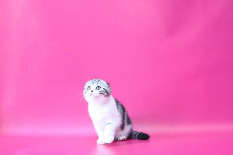Rihanna Scottish Fold female black silver tabby bicolour live animals