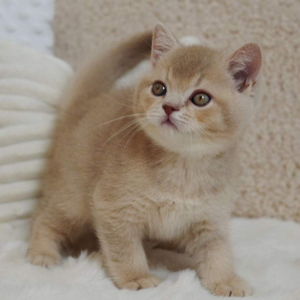Winston British Shorthair male, fawn ticked tabby