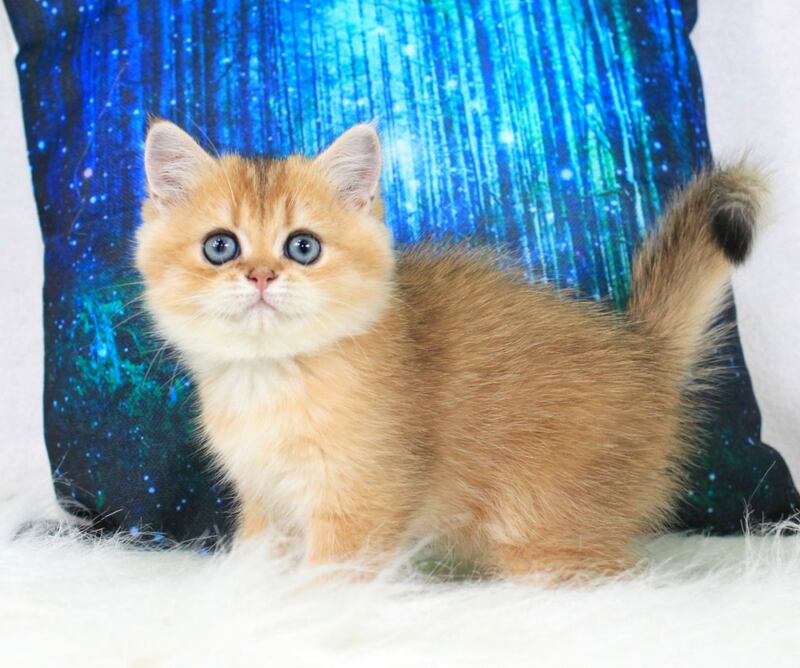 Richie British Shorthair male, black golden shaded