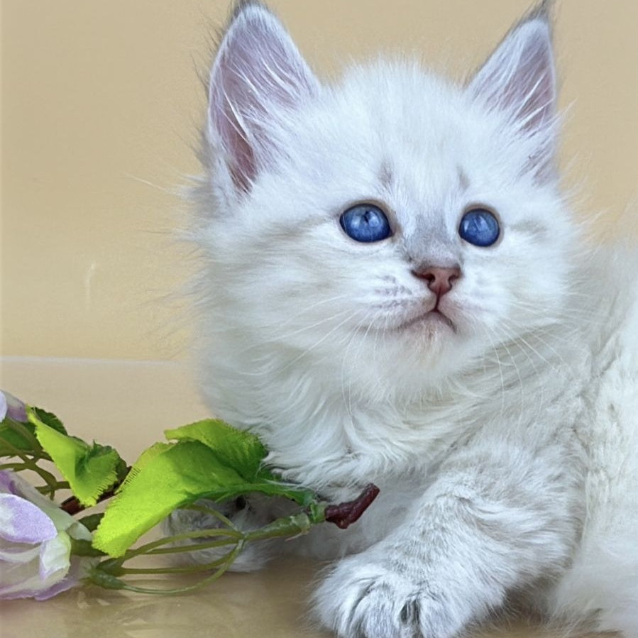 Yuki Siberian female, blue tabby pointed