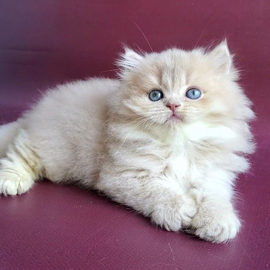 Archi British Longhair male, lilac golden shaded