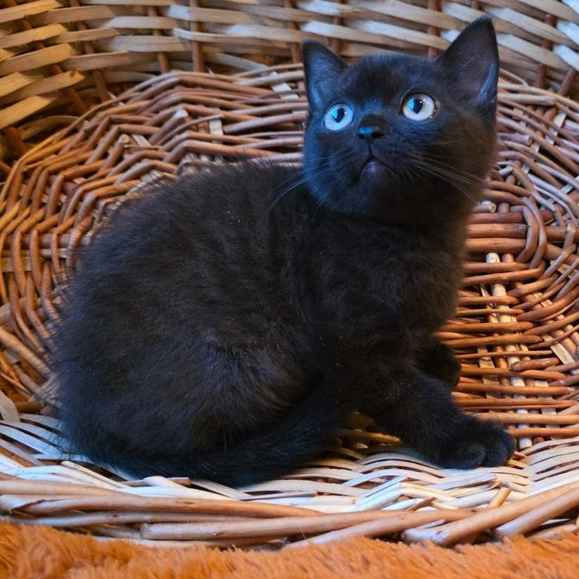 Bond British Shorthair male, black