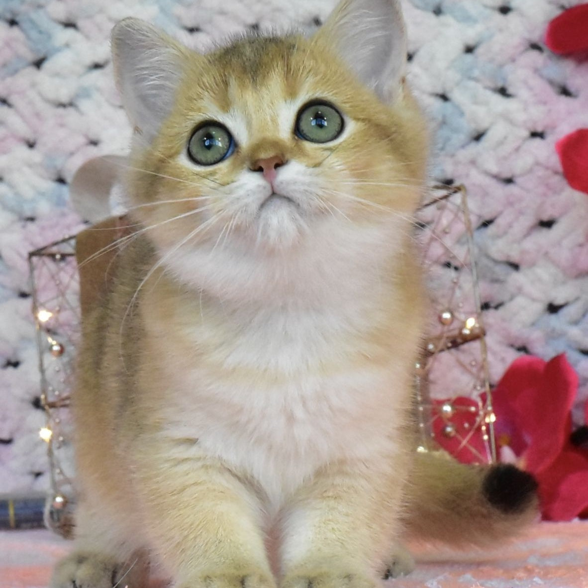 Hummer British Shorthair male, black golden shaded