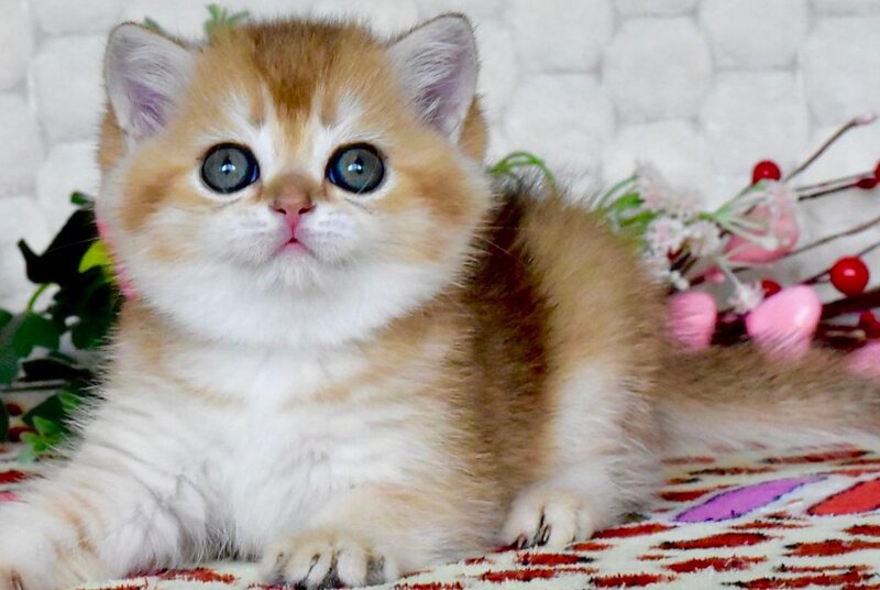 Warya British Shorthair female black golden shaded - live animals