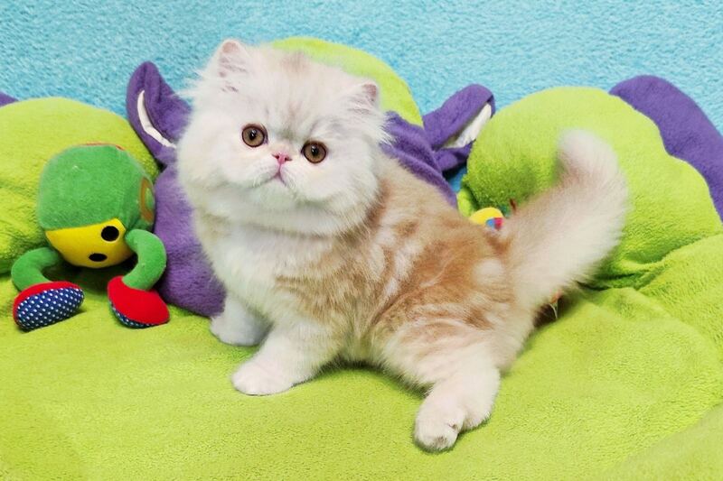 Charles Persian male, red silver tabby