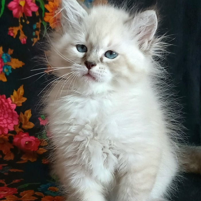 Marcus Siberian male, black tabby pointed