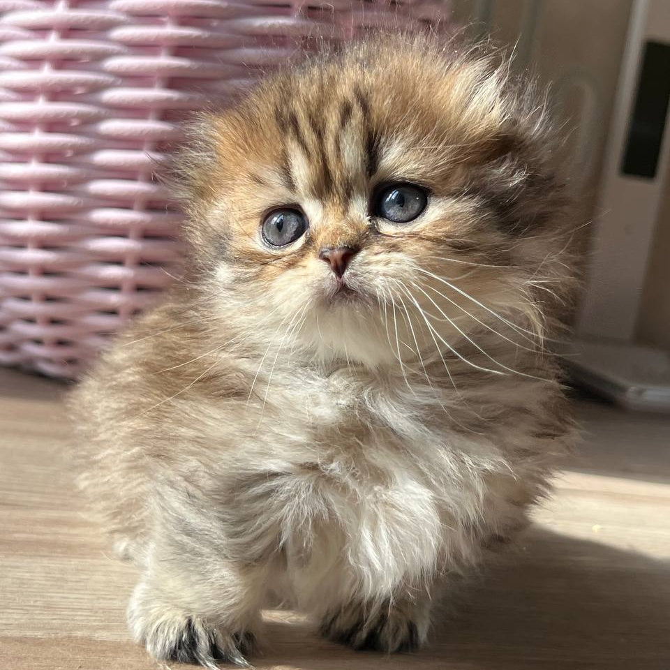 Kykla Munchkin female, black tabby