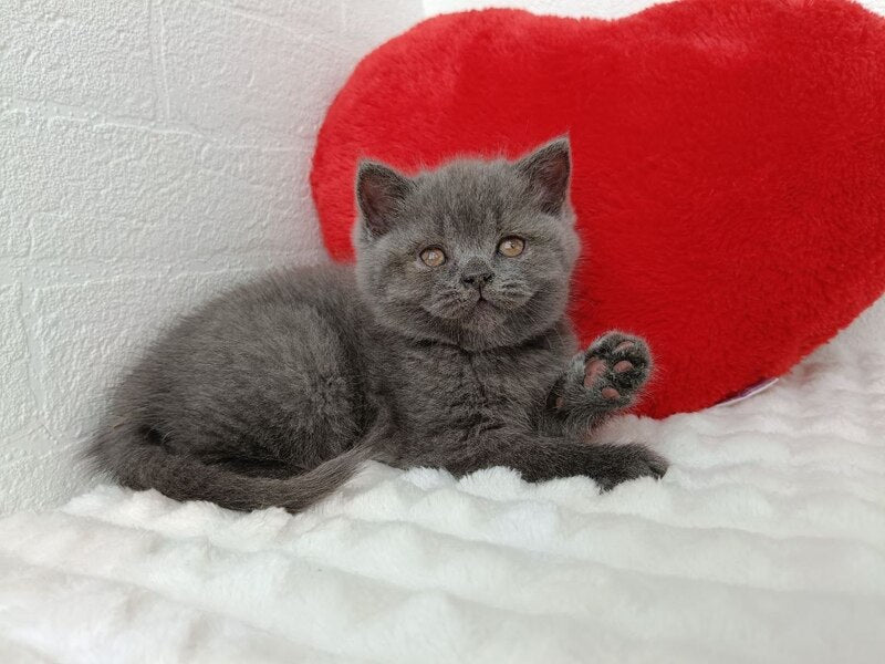 Willow Scottish Straight female blue - live animals