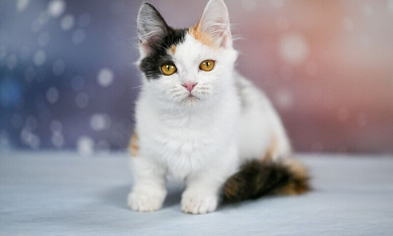 Wednesday Munchkin female black tortie bicolour - live animals