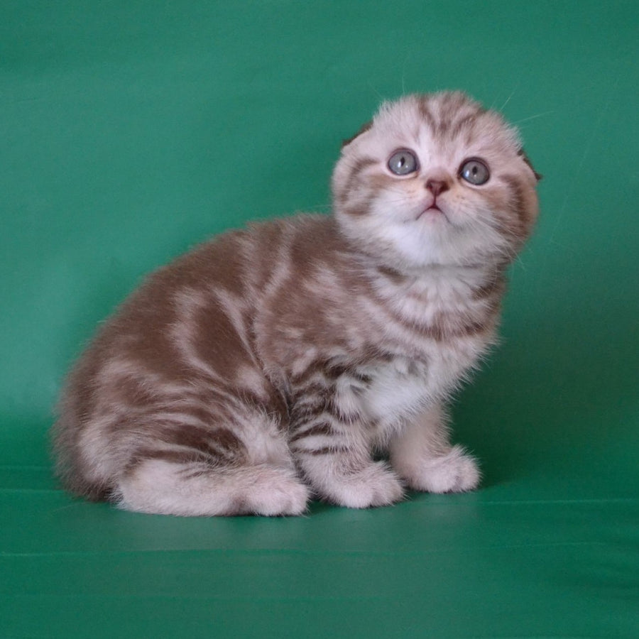 Prima Scottish Fold female, chocolate silver tabby