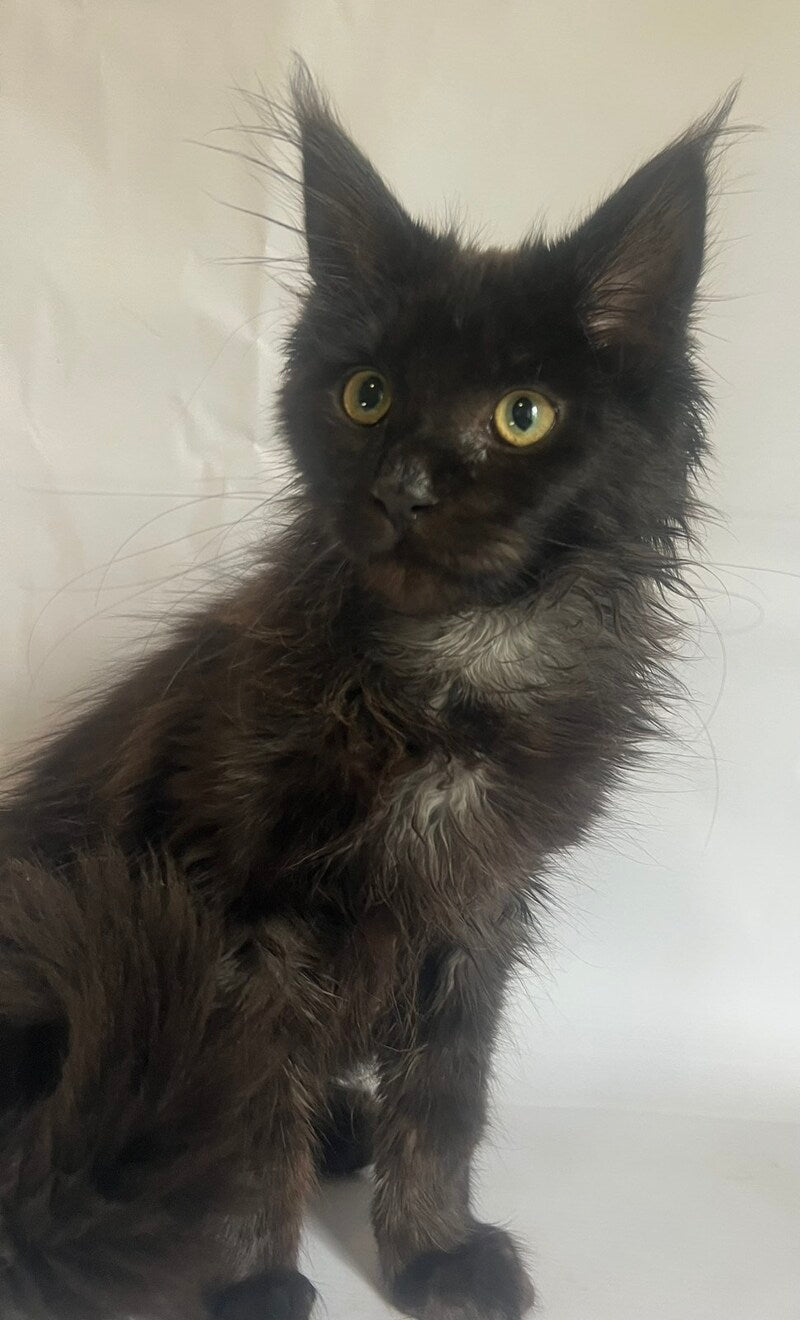 Emma Maine Coon female black - live animals