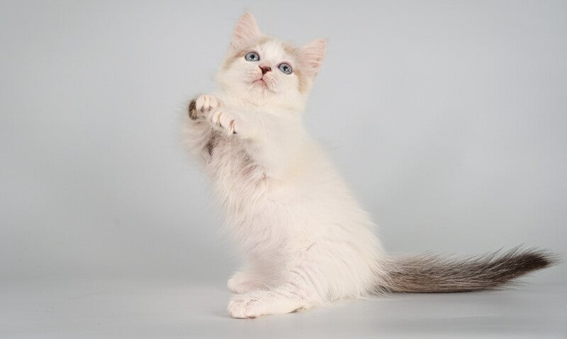 Yogurt Munchkin male, seal pointed van