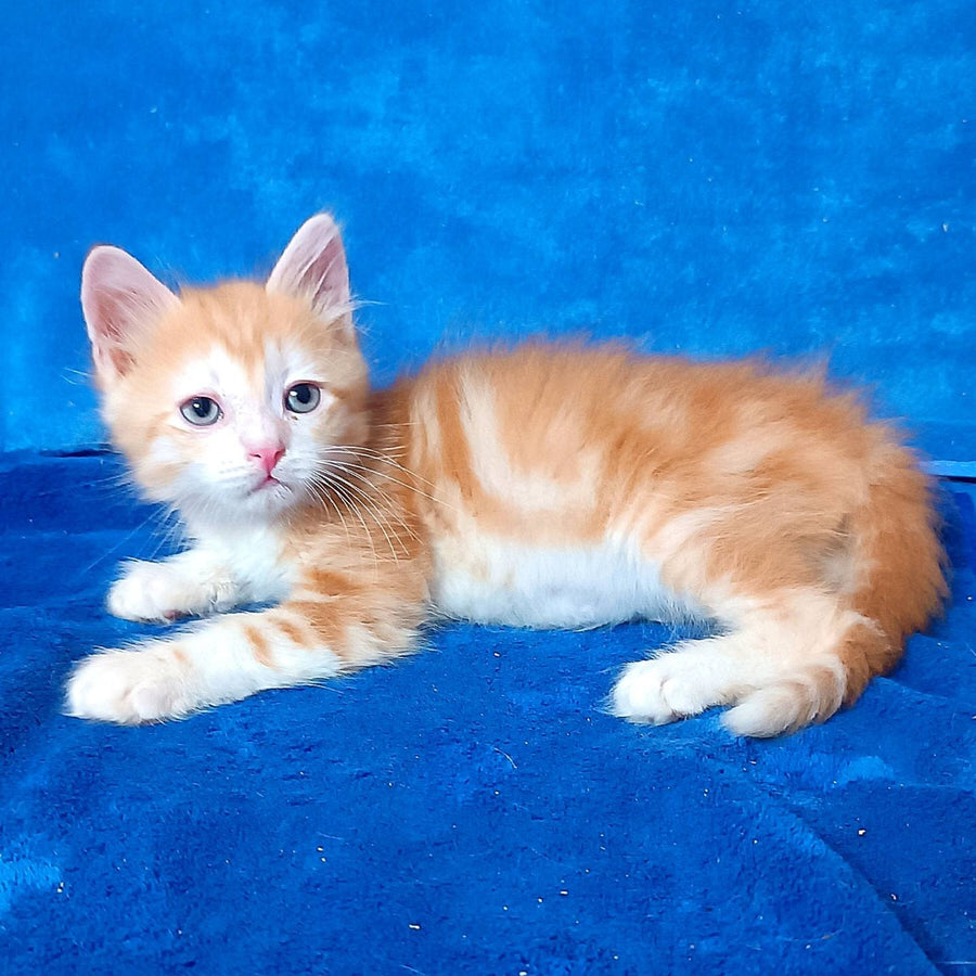 Elizabet Siberian female, red tabby with white