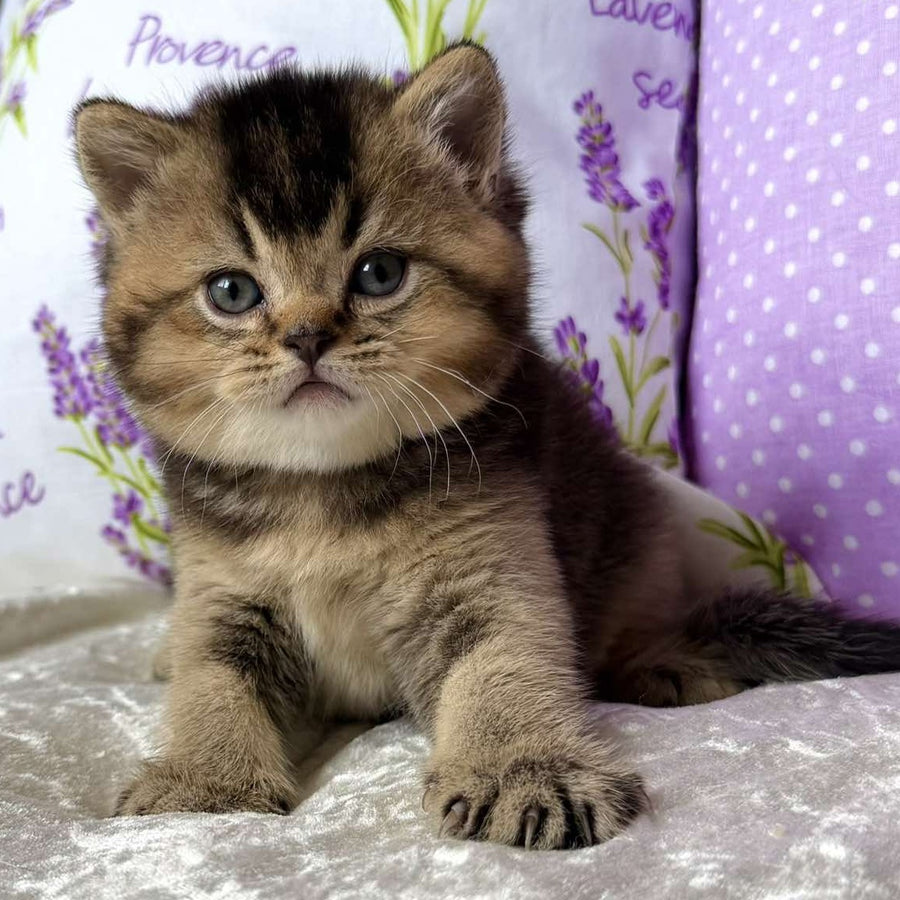 Eminem British Shorthair male, black ticked tabby
